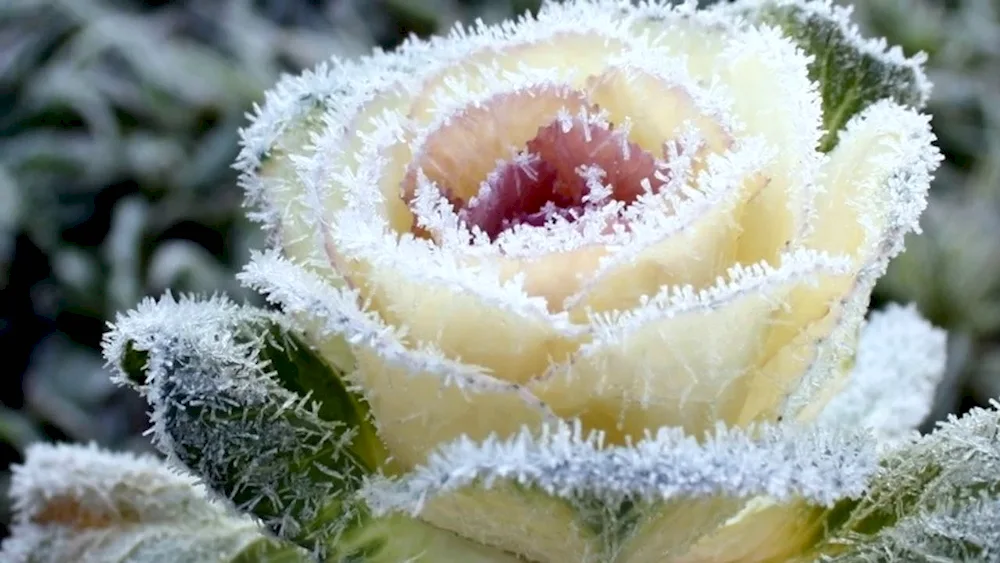 A bouquet of roses on snow