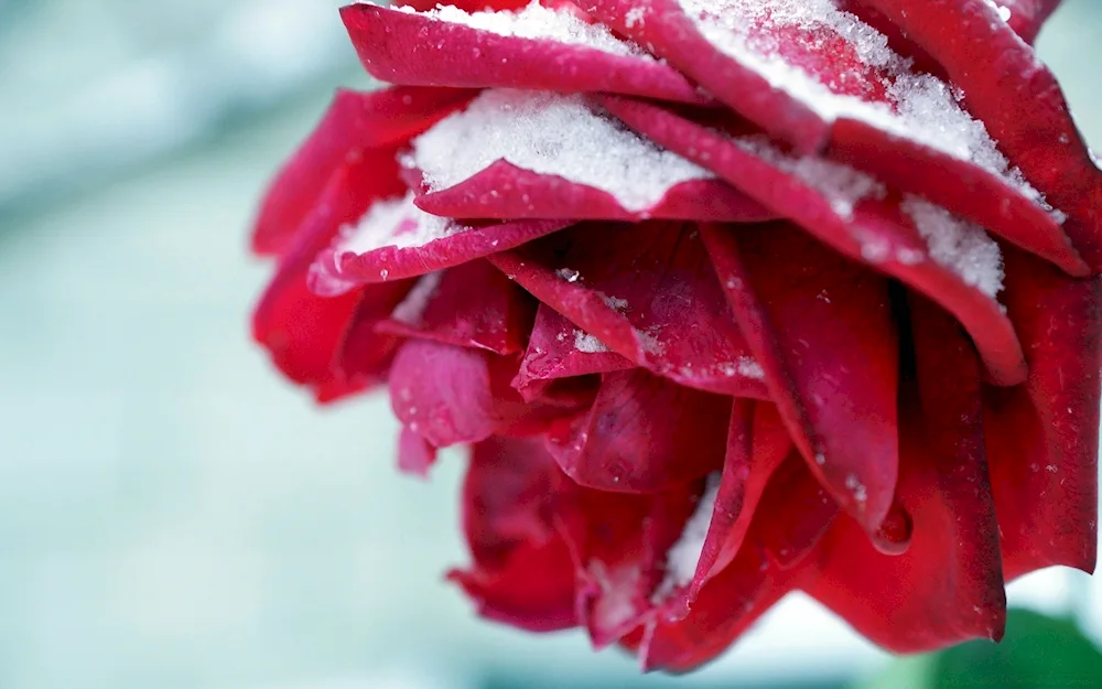 Winter flowers