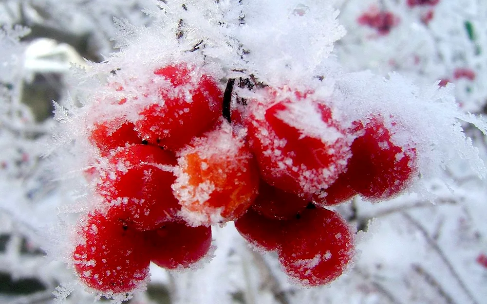 Winter flowers
