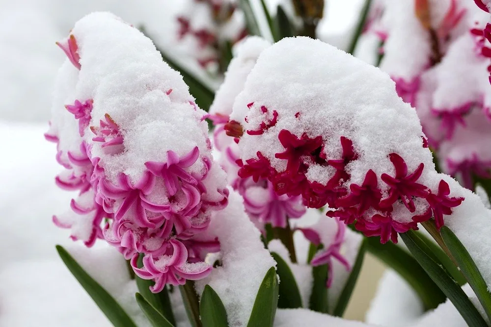 Winter flowers