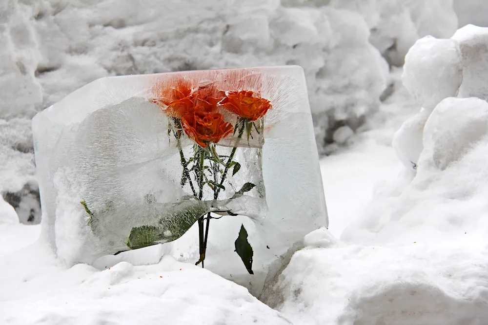 White roses in the snow