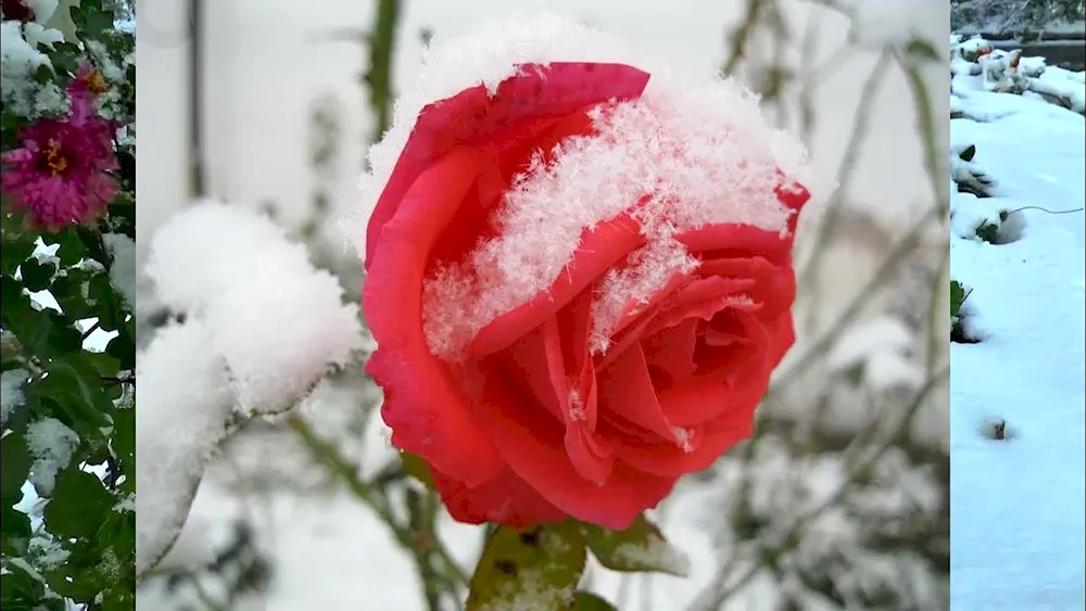 Winter flowers