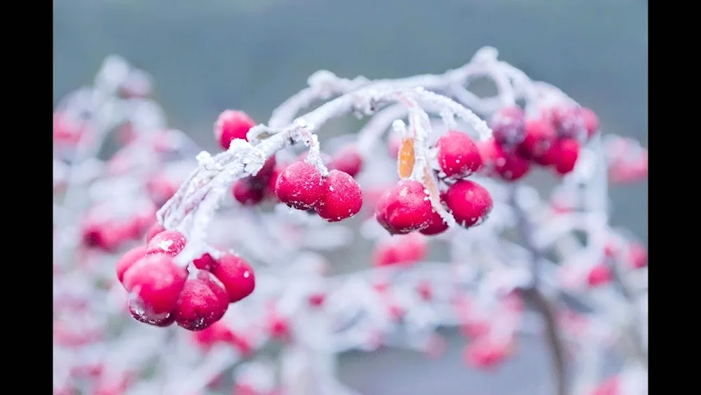 Winter mountain ash