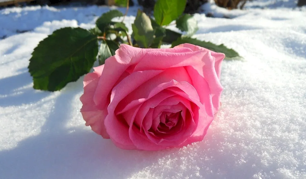 Winter flowers