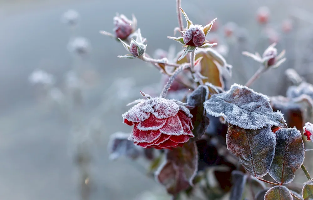 Frosted violet