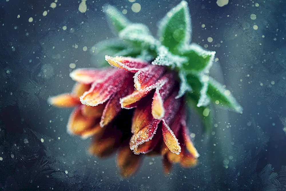 Tulips in snow