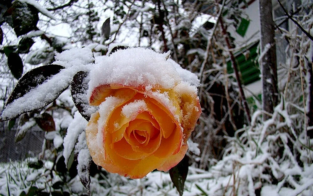 Flowers in snow