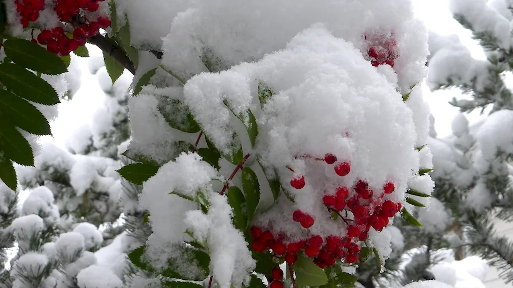 Winter flowers