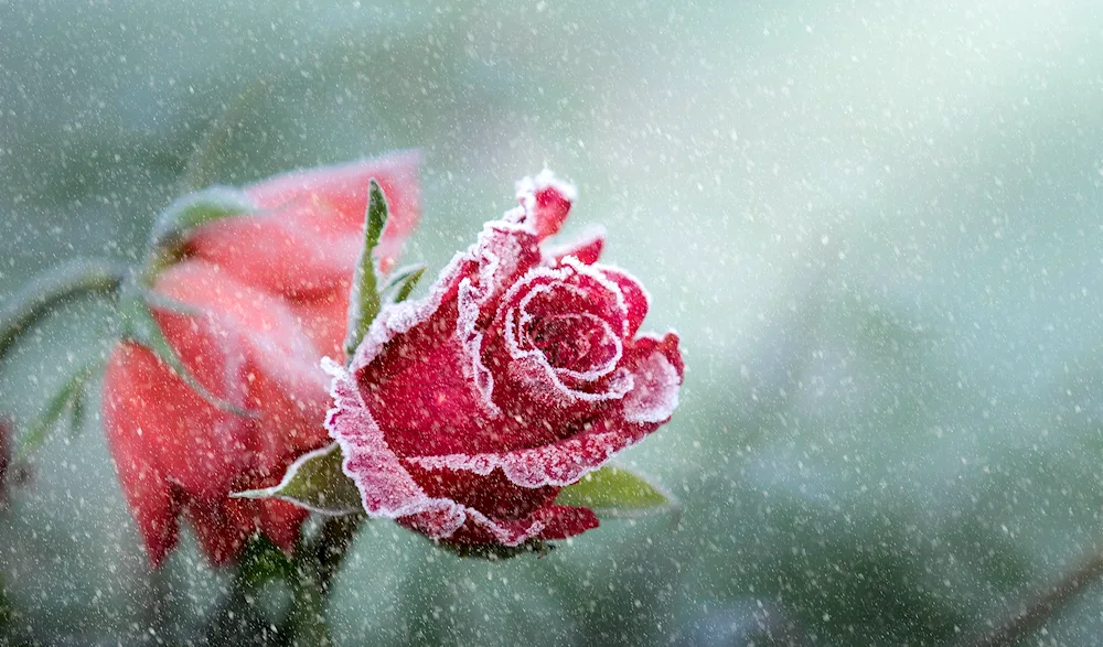 Flowers in snow