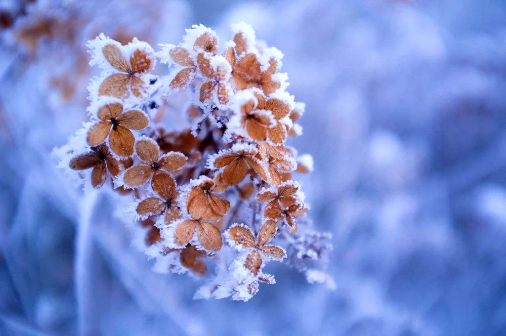 Winter flowers