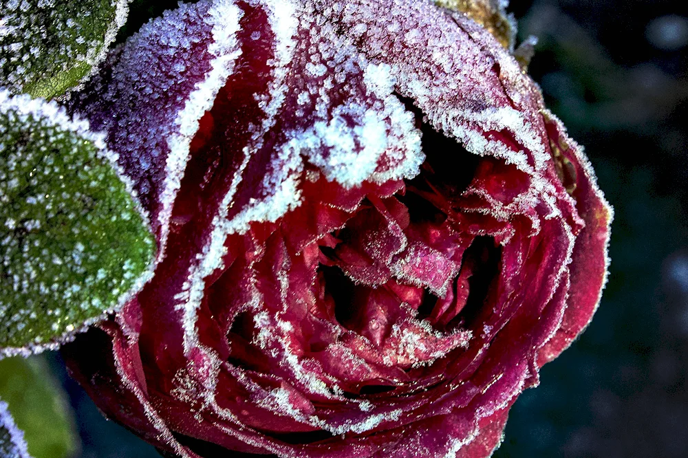 Flowers in snow