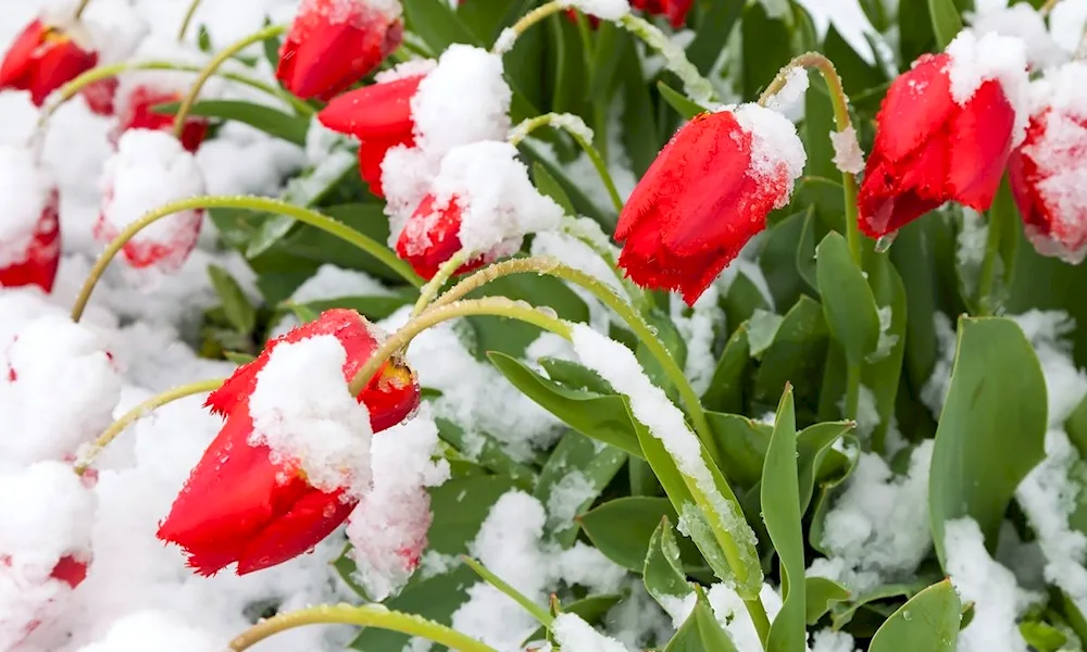 Flowers in the snow