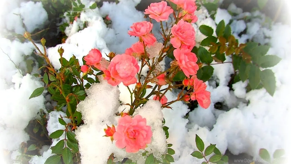 Flowers in the snow