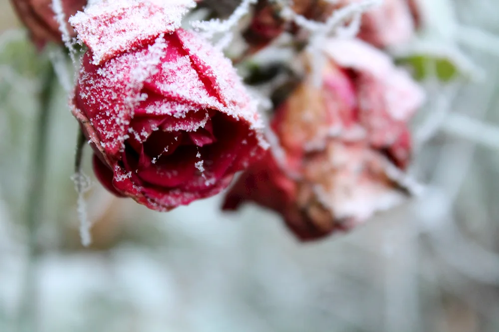 Winter flowers