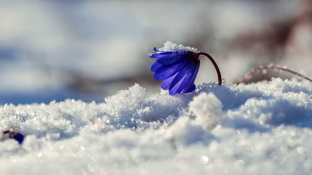 Vienna in snow