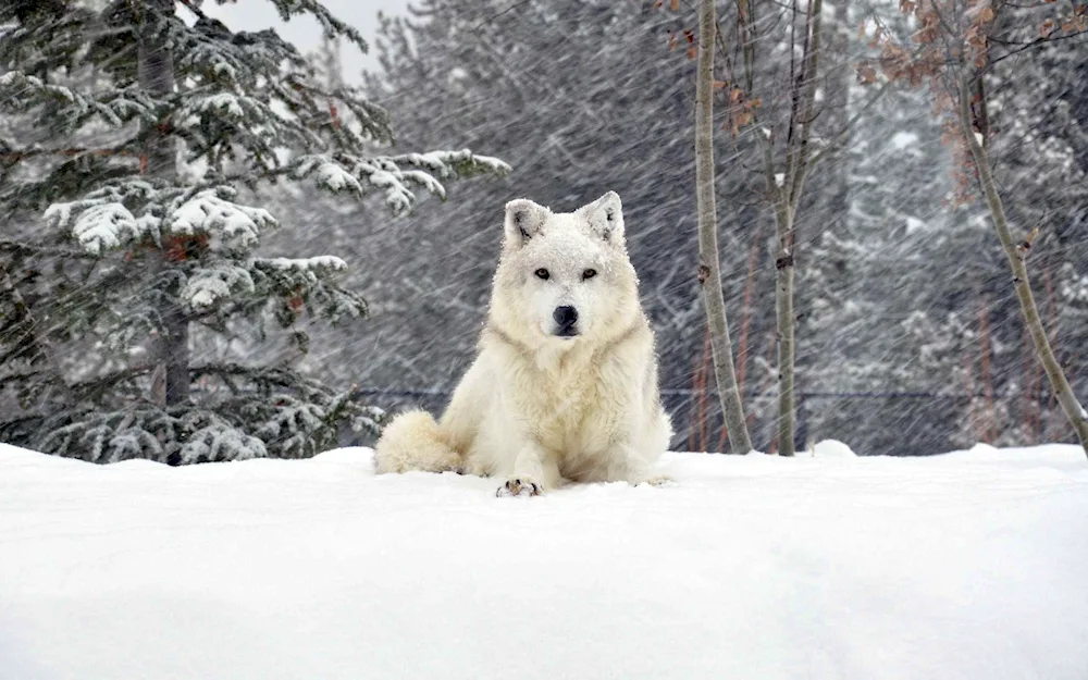 Wolf with wolf cubs