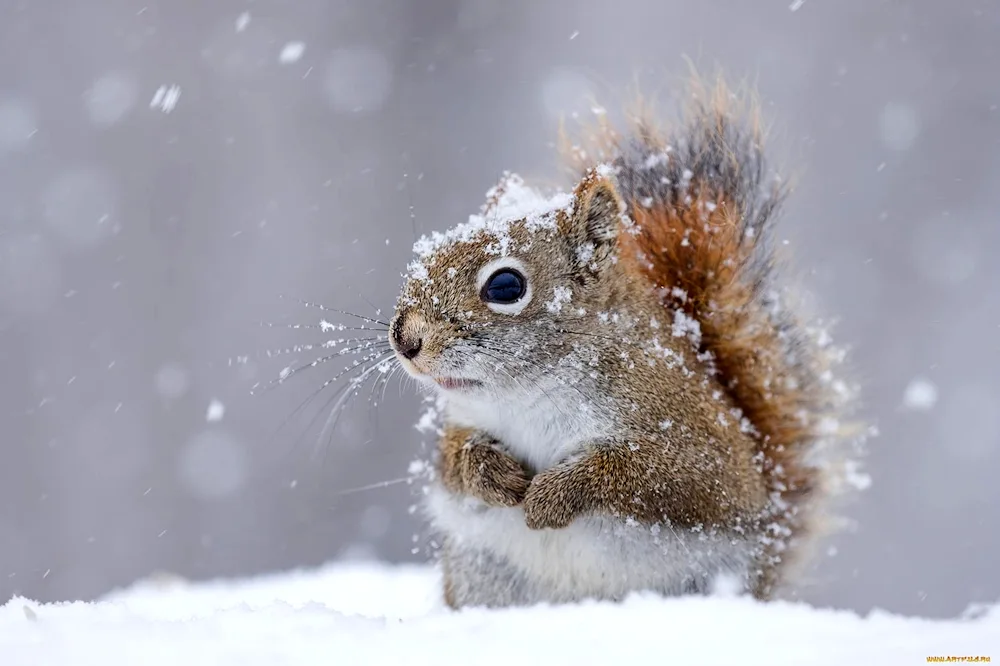 Winter animals