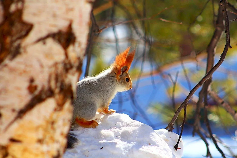 Vadim Trunov squirrels