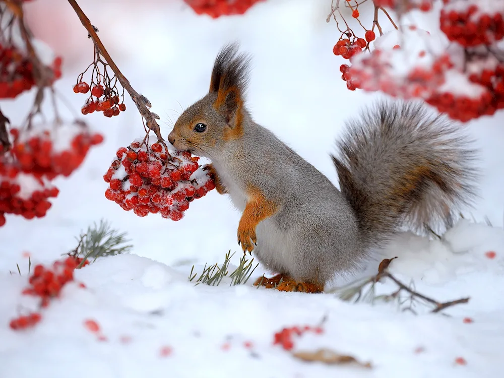 Golden-bellied squirrel