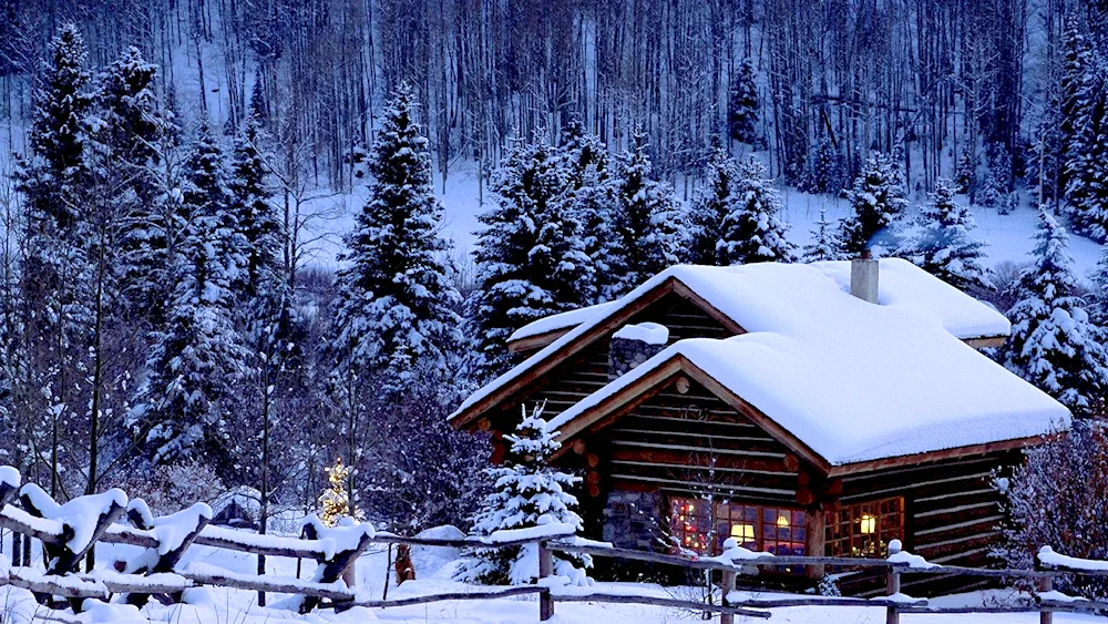 Winter forest