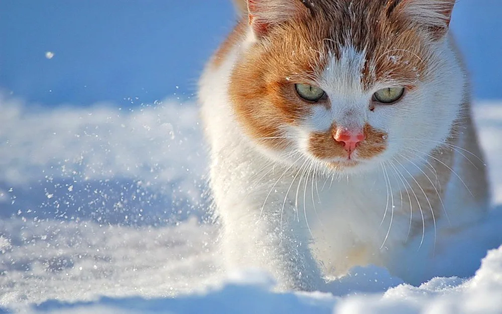 Winter cat