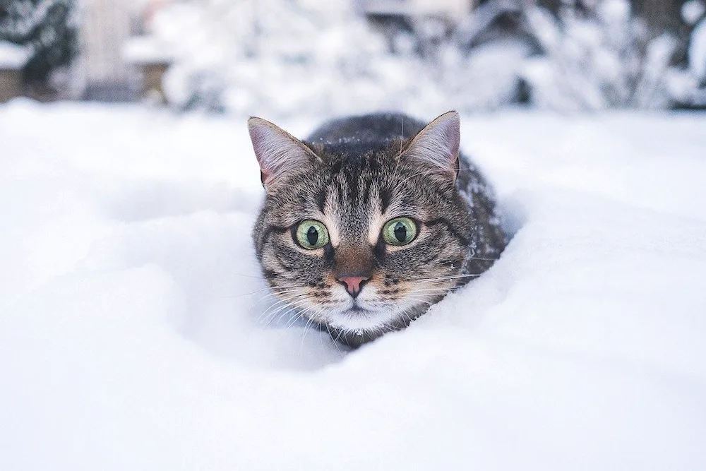 Cat in a snowdrift