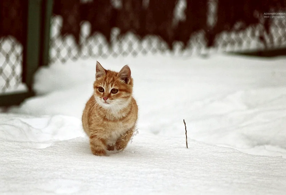 Cat in the snow