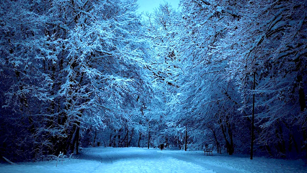 Winter forest