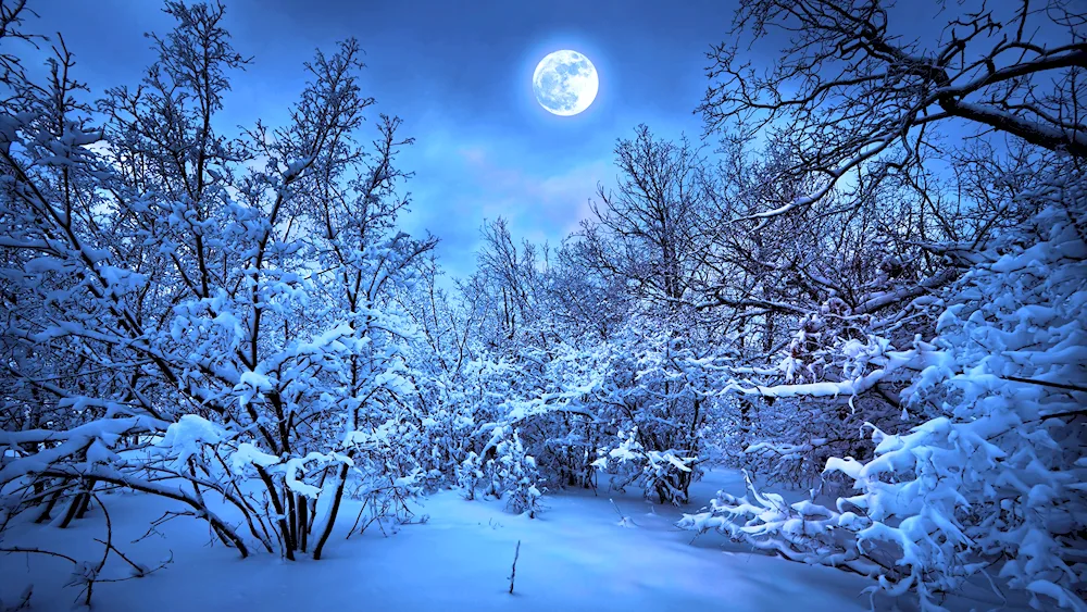 Winter landscape forest