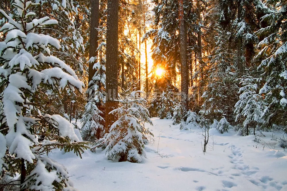 Winter forest