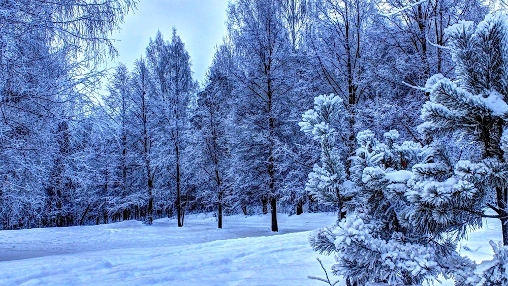 Winter forest