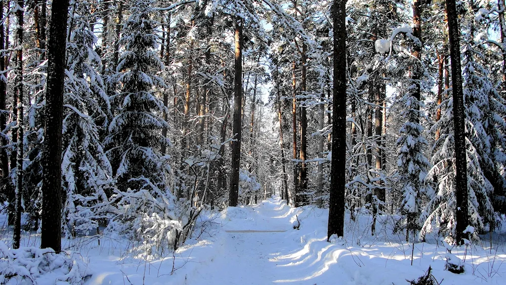 Winter forest drawing