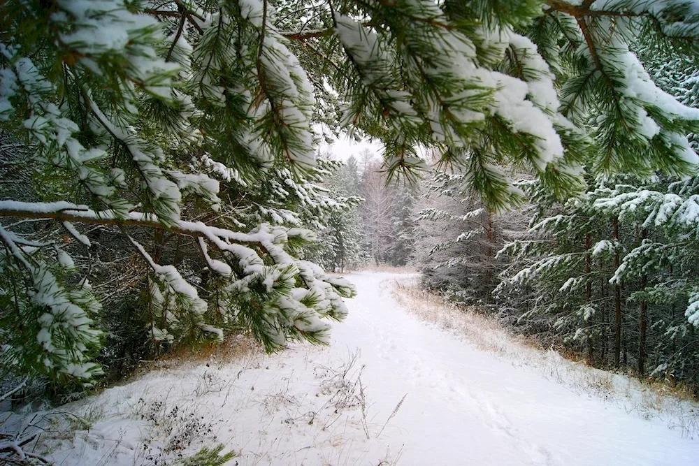 Winter forest