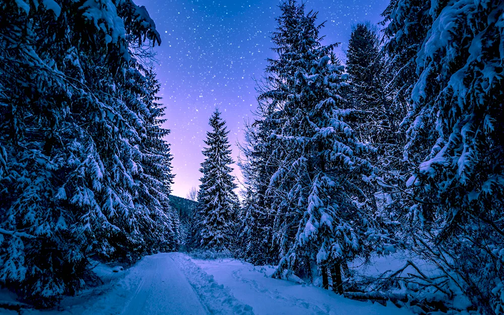 Winter forest