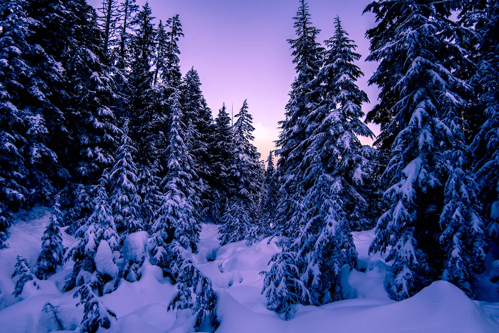 Winter forest