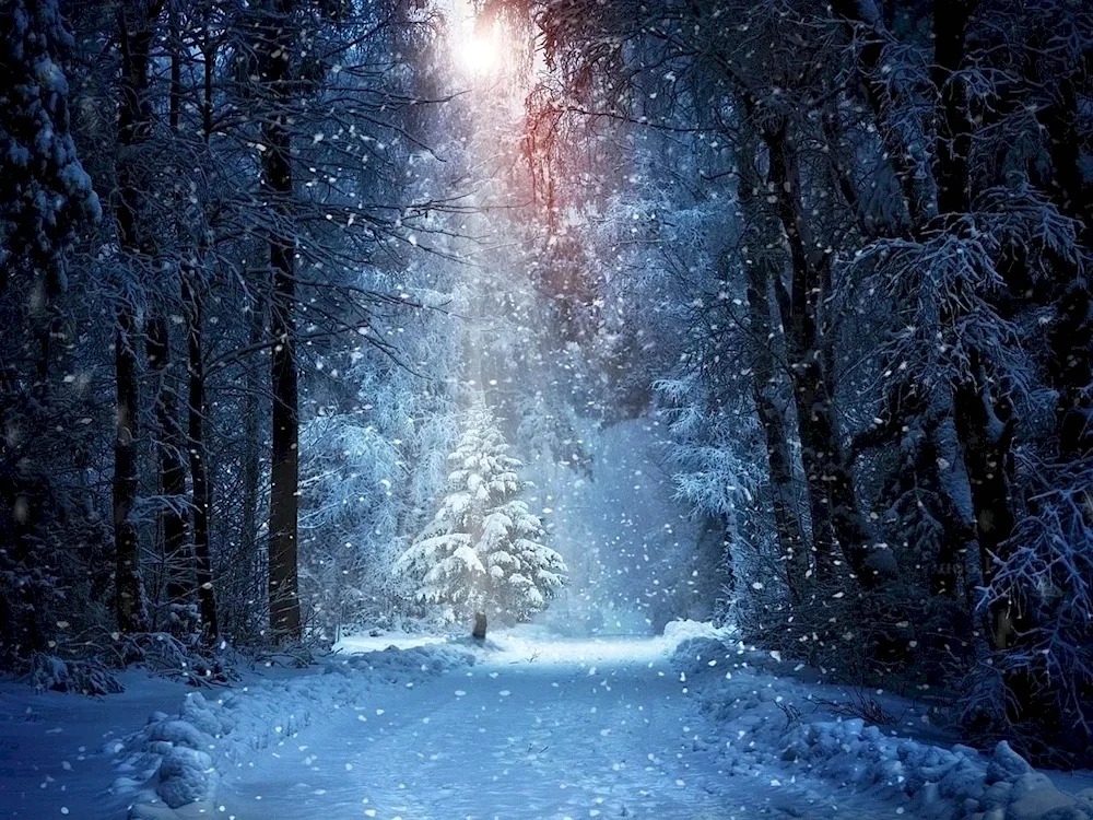 Winter forest