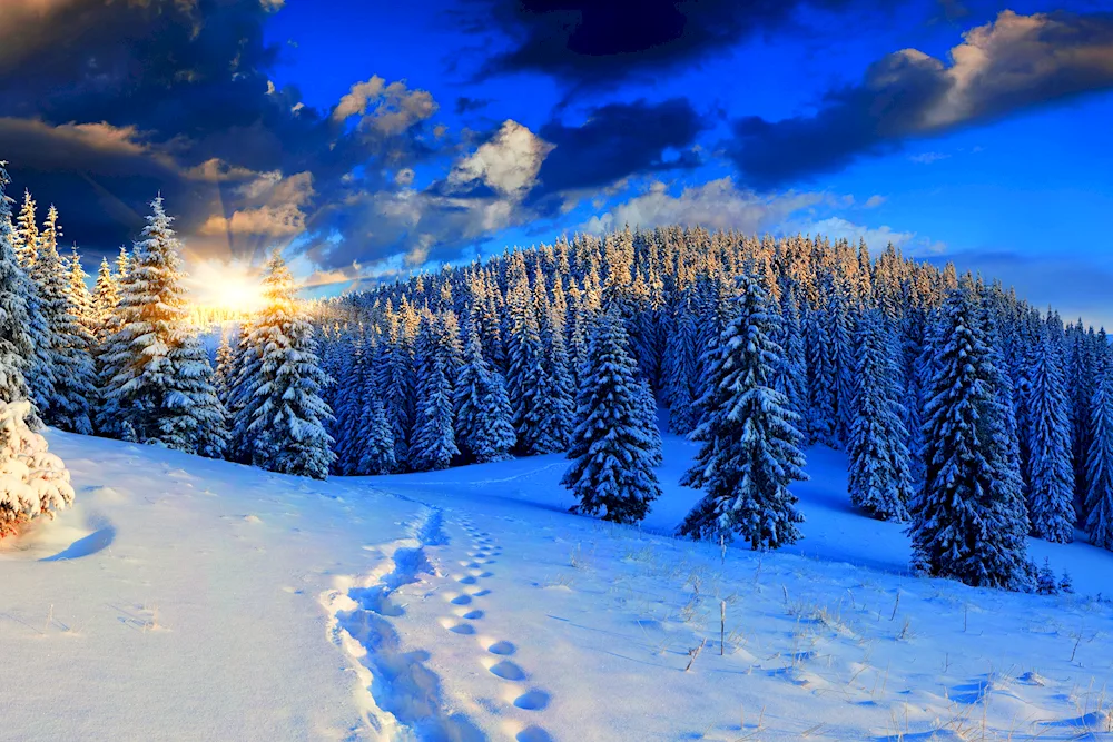 Winter landscape