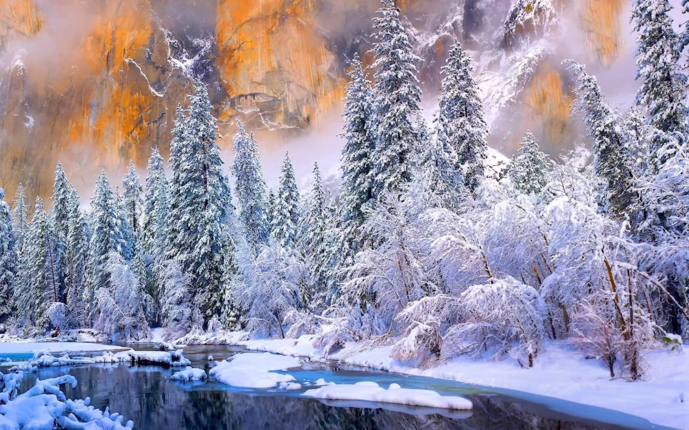 Fabulous winter forest