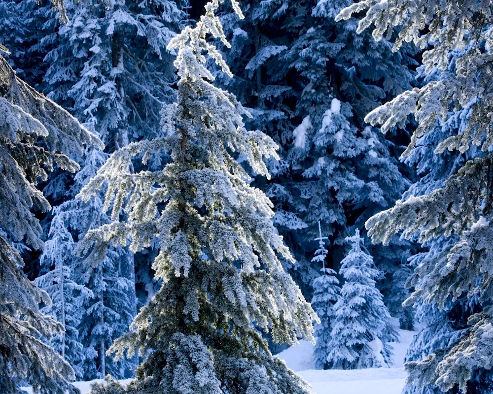 Winter forest