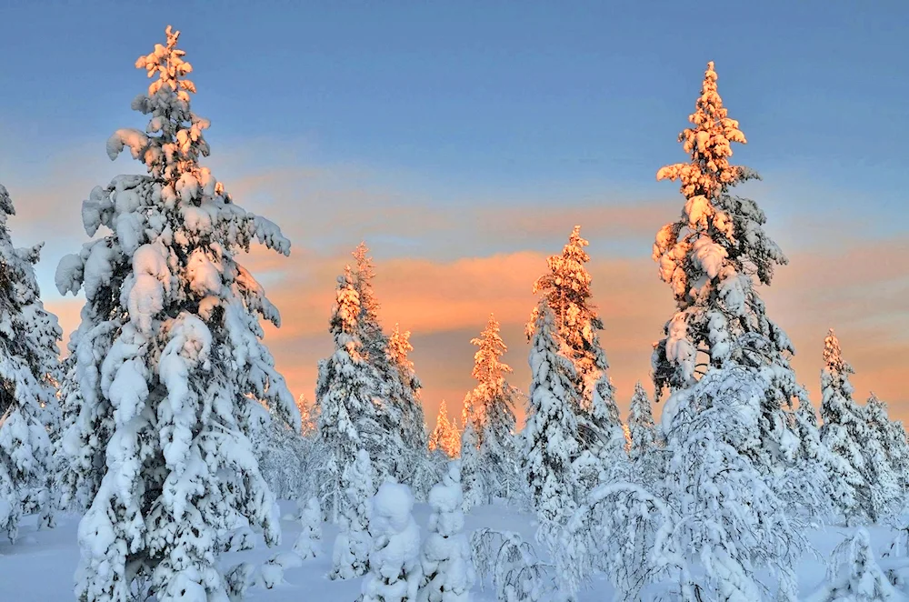 Winter forest