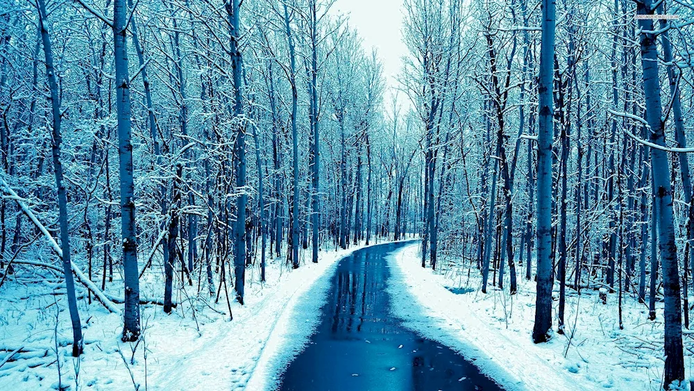 Winter forest