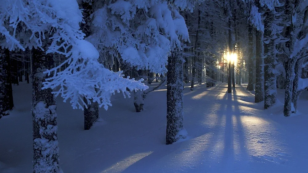 Winter forest