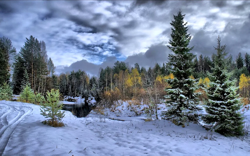 Winter forest