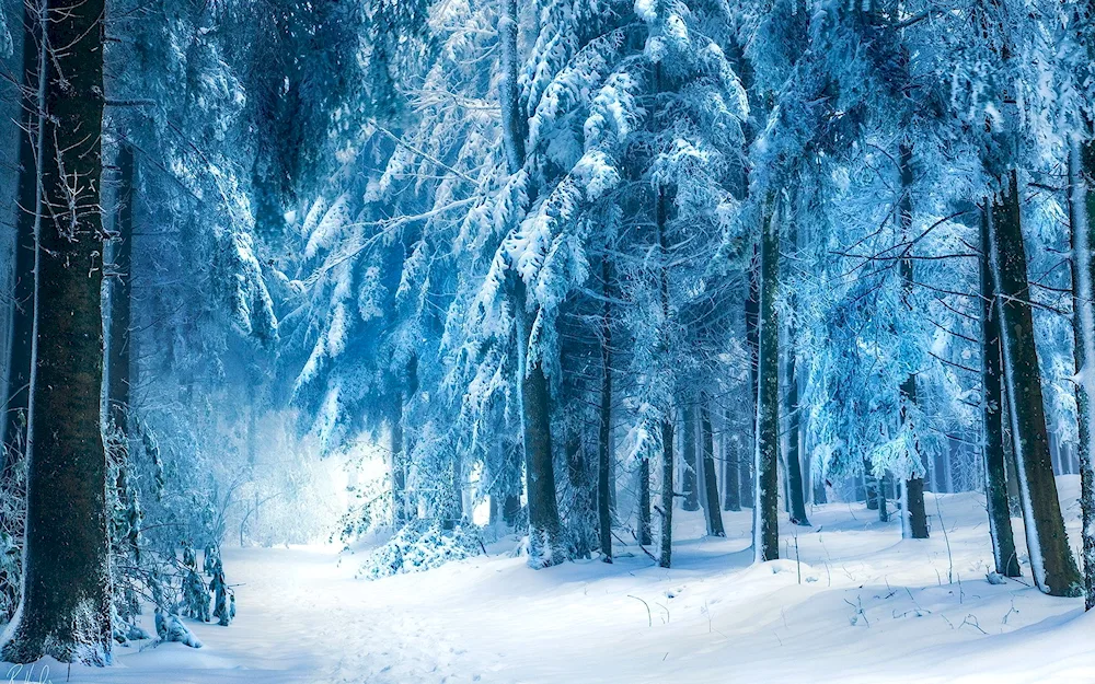 Winter background