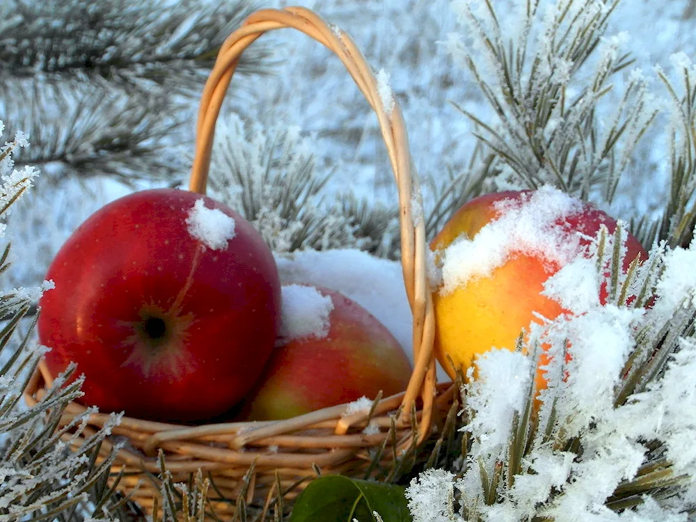 Winter still life