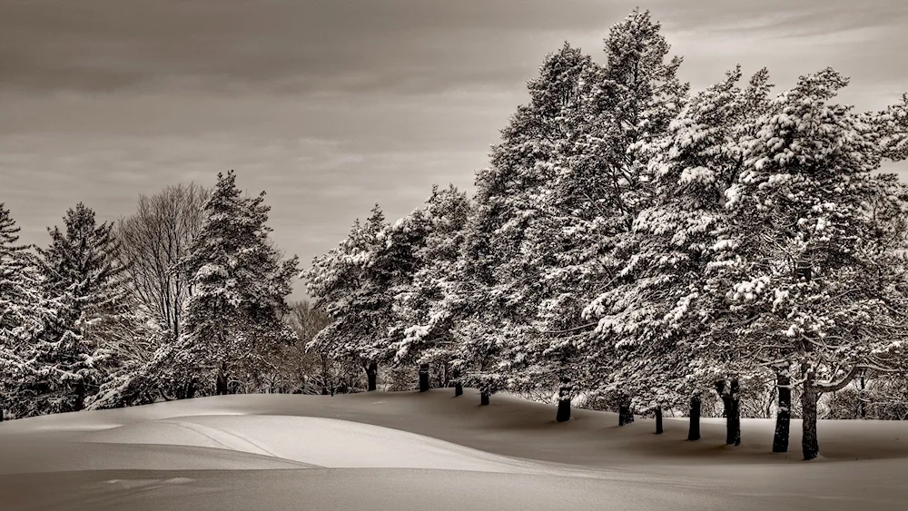 Black white landscape