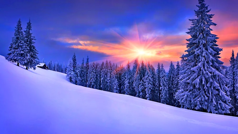 Spruce in the snow