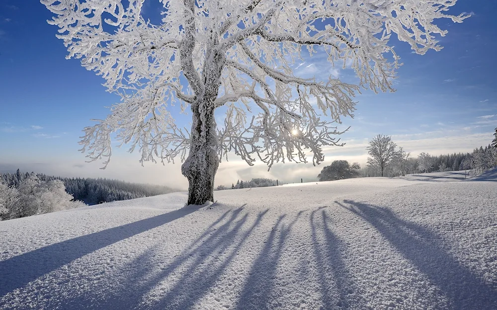 Winter forest