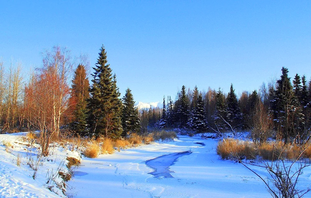 Early Spring Nature