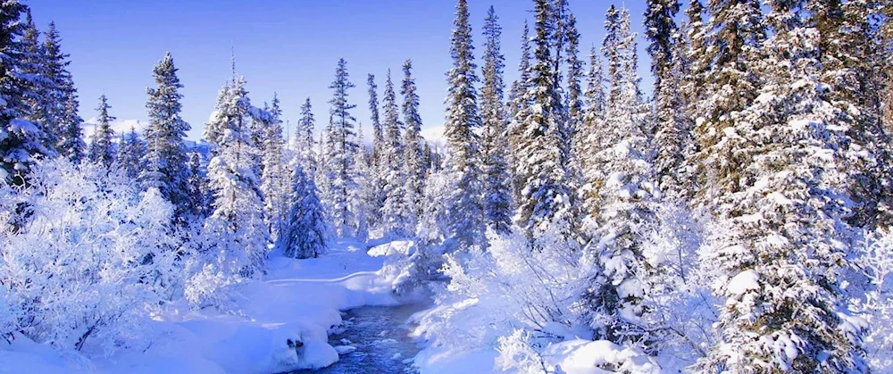 Winter forest